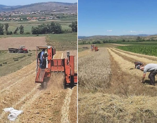  Gjilan: Fermerëve u bëhet thirrje të mos fillohet me korrje-shirjet para pjekjes së plotë të grurit