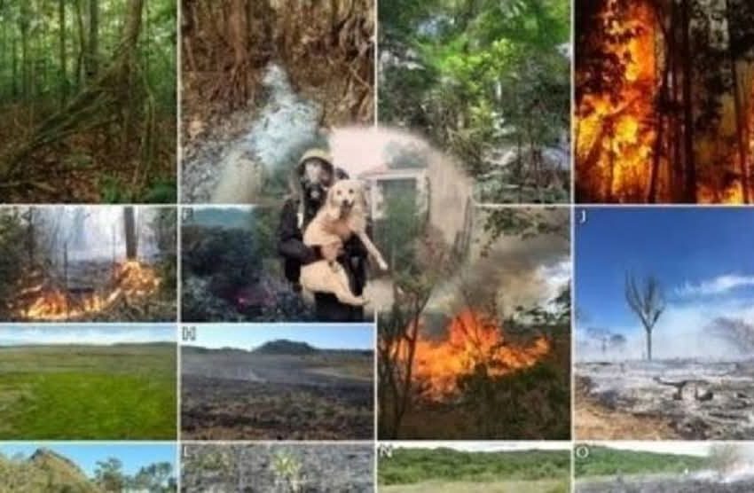 Gjilani me fushatë kundër zjarreve në natyrë