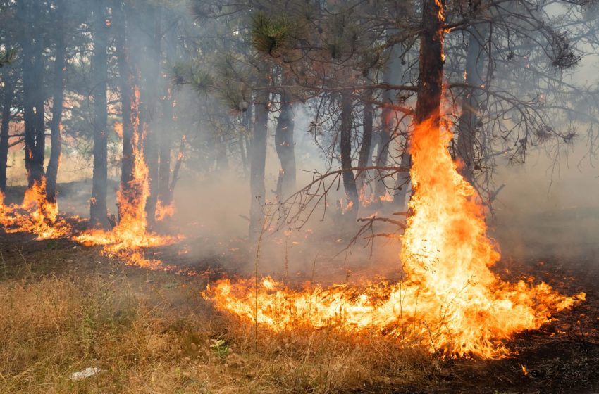 Zjarre të mëdha në Corroticë, lokalitet në Komunën e Preshevës