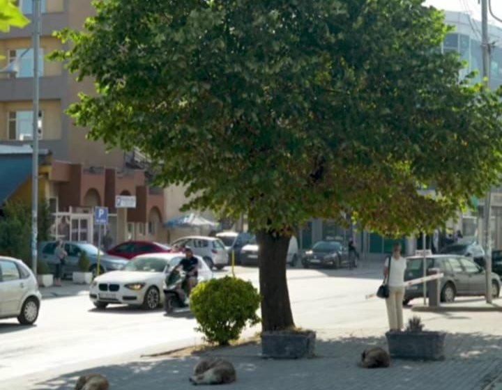  Kryetari Hyseni thotë se Gjilani zgjidh përfundimisht çështjen e qenve endacakë