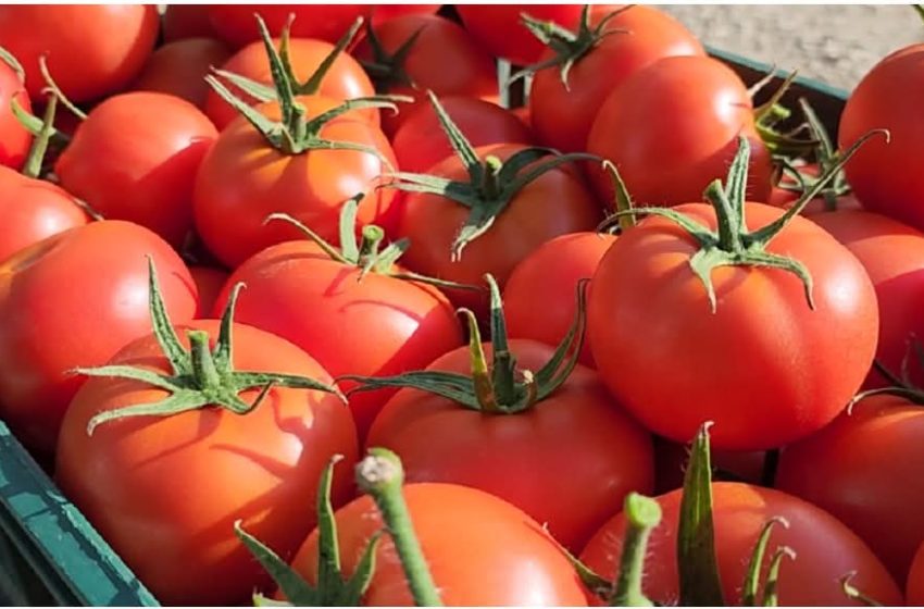 Kroacia kthen domatet shqiptare me pesticide. Prokuroria firmos disa urdhër-arreste, edhe për dy inspektorë të AKU-së