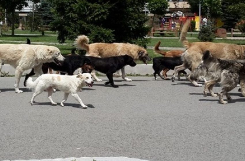  Vazhdon projekti për trajtimin e qenve endacak në Kamenicë