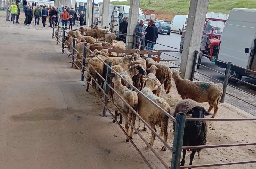  Tregu i Kafshëve në Gjilan me frekuentim të lartë në prag të Kurban Bajramit